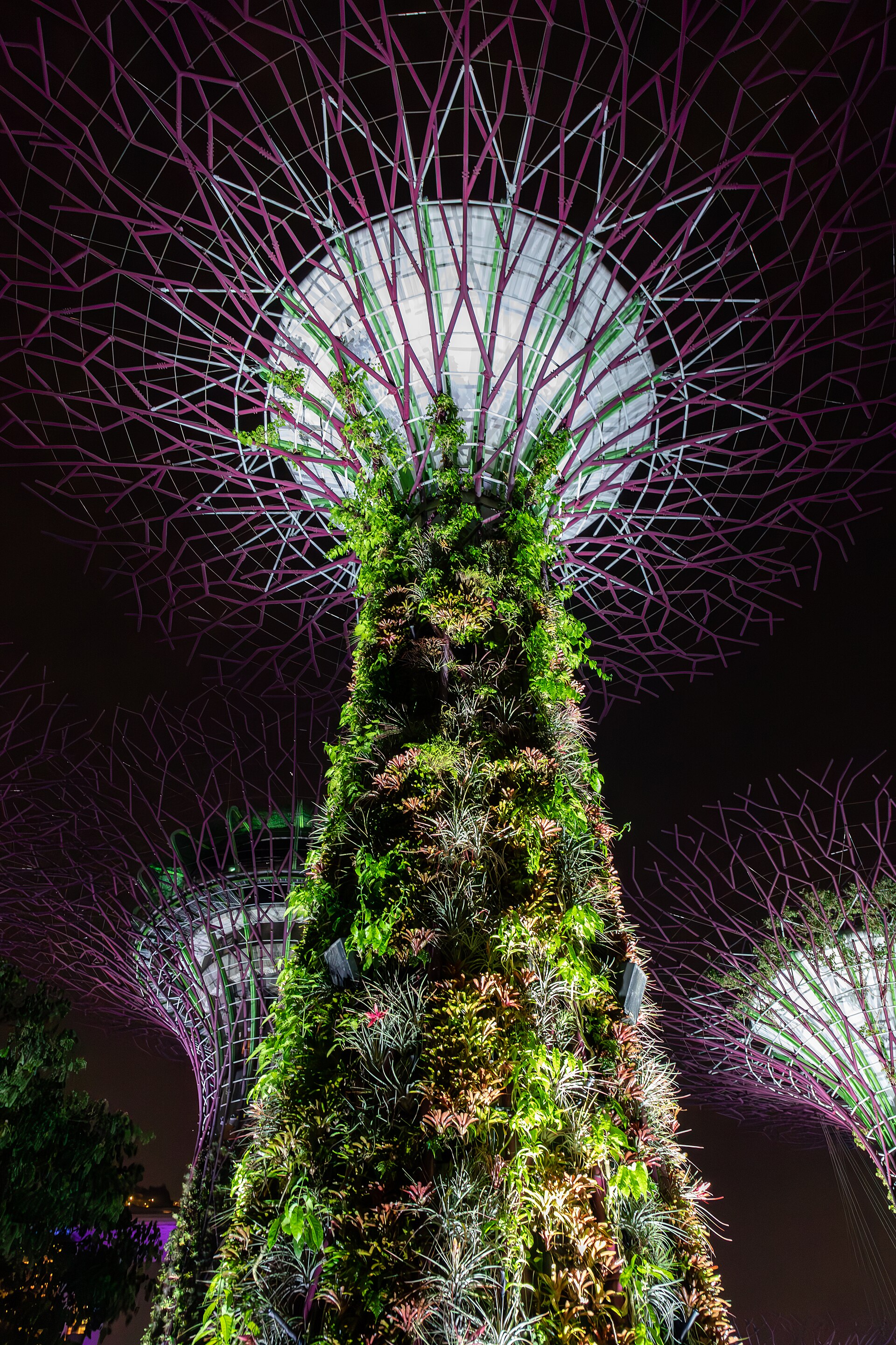 Illuminated Supertree canopy at Gardens by the Bay at night